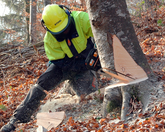 Holz: Gesteigerte Holzenergienutzung federt Ernterückgang ab