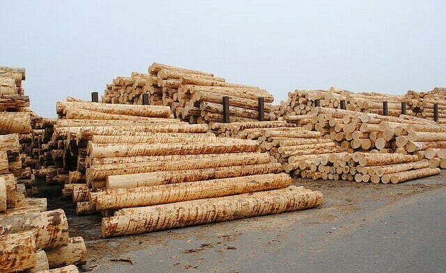 Schweizer Holzindustrie-Kongress: Jährlich zusätzlich 1 Mio. Kubik Rohholz für den Schweizer Markt - ein Vorratsabbau darf kein Tabu sein