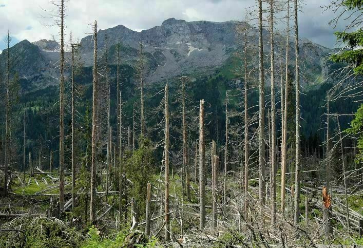 Tum-Studie: Wald in Zentral- und Westeuropa hohem Klimarisiko ausgesetzt – erste globale Wald-Klimarisikokarte