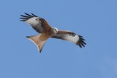 Vogelarte Sempach: Studie zeigt Einfluss der Windenergienutzung auf Greifvögel
