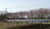 Universität Tokio: Testet Solar-Sharing auf der Insel Sado