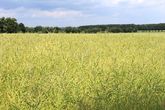 Deutschland: Energiepflanzen für Teller, Trog und Tank von heimischen Feldern