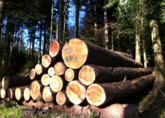 Wald + Holz: Deutliche Spuren der Frankenstärke