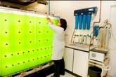 Biokraftstoff: Forschungsverbund Solar Biofuels Ruhr