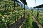 ZHAW: Oben Strom, unten Weizen – ist die Agro-Photovoltaik eine Option für die Schweizer Landwirtschaft?