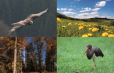 Deutschland: Geschützter Vogelarten legen zu, trotz Ausbau der Windkraft
