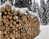 Wald Schweiz: Erholung von Rundholzpreis ist eingetreten, aktuelles Niveau muss gehalten werden