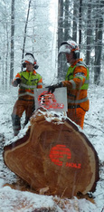 Lignum: Frankenschock für Wald und Holz – die Branche schlägt Alarm