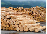 Holz: Baustoff oder Brennstoff? Konkurrenz verschärft sich
