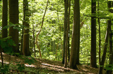 Deutschland: Wälder speichern mehr Kohlenstoff als vor 20 Jahren