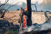 Klimawandel: Bundesrat überprüft nationales Waldbrandmanagement