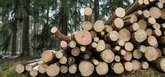 Öko-Institut: Biomasse nachhaltig nutzen – Meilensteine für Deutschland bis 2030